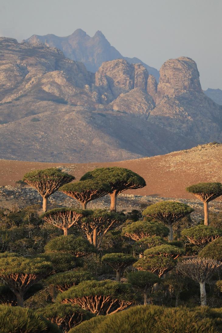 Socotra Archipelago, Yemen. Image courtasy of Matteo Milan, Pexels. 