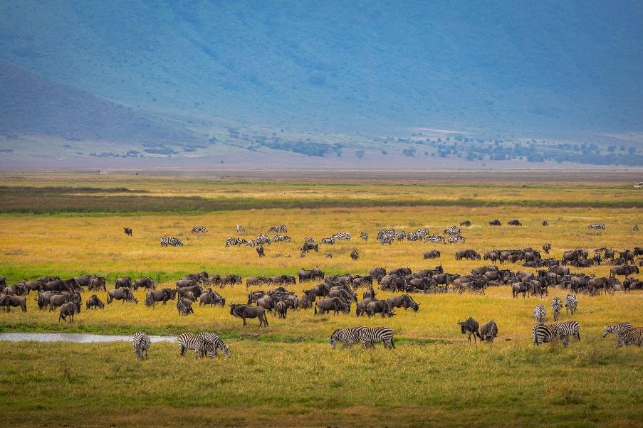 Serengeti National Park. Image courtasy of Sergey Guk, Pexels. 