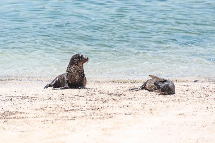 Galápagos Islands. Image courtasy of Diego F. Parra, Pexels. 